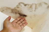 Mold May Be in Your Lorain Area Home --  What You Need to Know to Protect Your IAQ