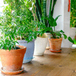 Looking to Clean Your Indoor Air? Try These Houseplants | Energy 1