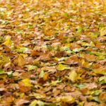 Fallen Leaves and Your Home's HVAC System