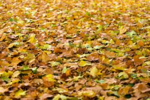 Fallen Leaves and Your Home's HVAC System