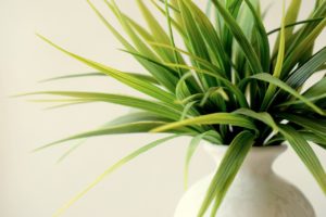 Improve Your Home's IAQ with Indoor Plants