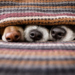 Indoor Heating Tips for Households with Pets