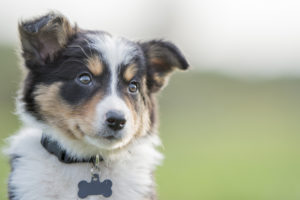 Ways to Puppy-Proof Your HVAC System