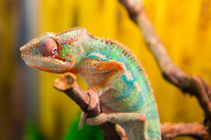 temperatures for exotic pets